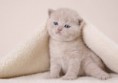 /album/%ce%b6%cf%89%ce%b1%ce%ba%ce%b9%ce%b1/kittens-baby-cute-7-jpg/
